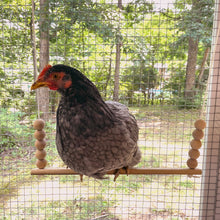 Load image into Gallery viewer, A chicken sits on a wooden chicken swing in a coop.
