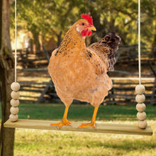 Load image into Gallery viewer, A chicken sits on a wooden chicken swing outside.
