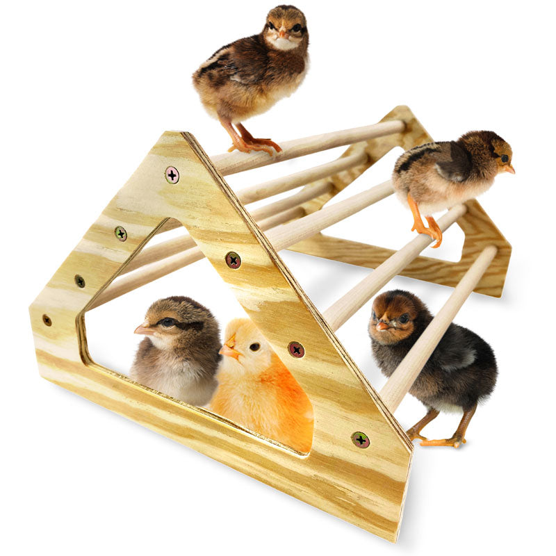 A group of chicks sit on a 7 bar chick perch made in the USA