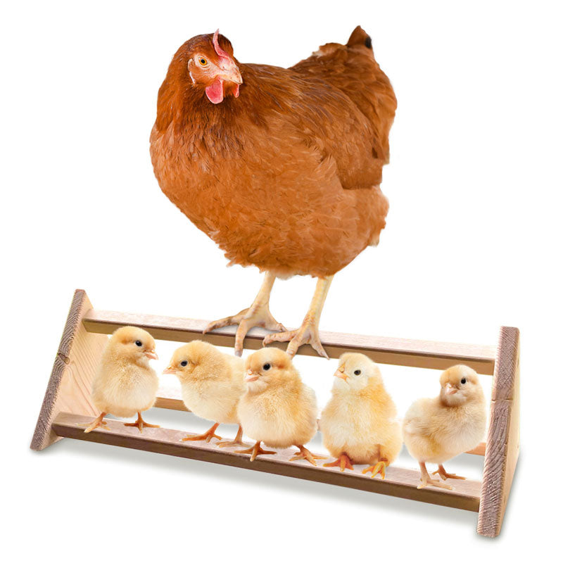 A chicken sitting on a wooden perch with 3 bars made in the USA by Backyard Barnyard