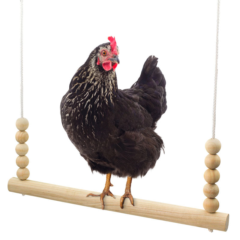A chicken standing on a wooden swing made in the USA by Backyard Barnyard