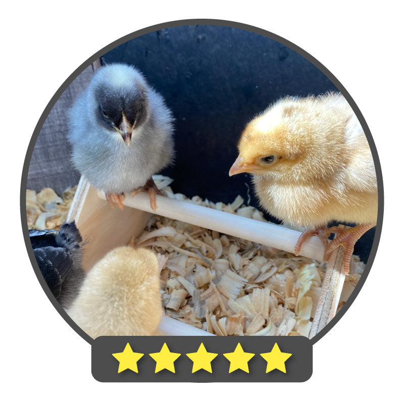 A group of chicks stand on a 3 bar mini chick perch with a 5 star review graphic