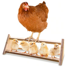 Load image into Gallery viewer, A chicken stands on a wooden 3 bar perch with chicks at the bottom
