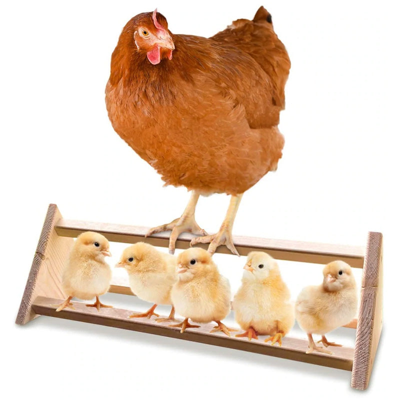 A chicken stands on a wooden 3 bar perch with chicks at the bottom
