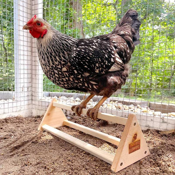 An adult chicken stands on a wooden chicken perch with a Backyard barnyard logo on the side