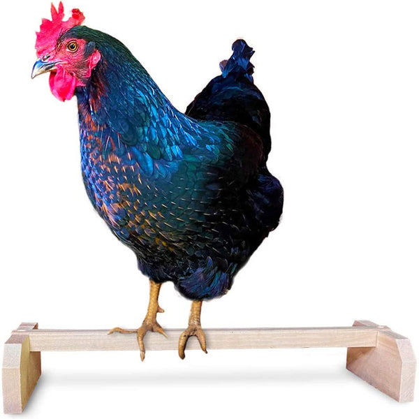 A single bar wooden perch with a chicken standing on it