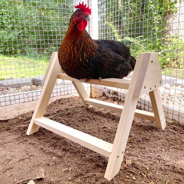 Handmade wooden perch with a chicken sitting on it