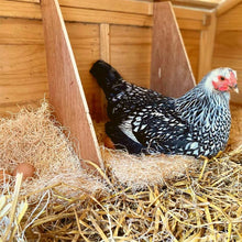 Load image into Gallery viewer, Excelsior bedding inside a chicken coop with a chicken

