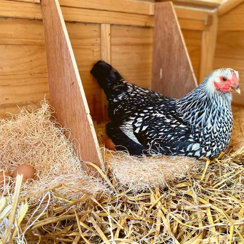 Coop Supplies Made IN THE USA! Excelsior Nesting PadsBackyard Barnyard