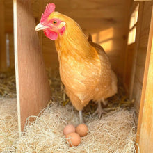 Load image into Gallery viewer, A chicken stands in chicken coop bedding with 3 eggs
