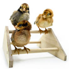 Load image into Gallery viewer, Wooden Mini Roosting Chick Perch with Chicks Sitting on it
