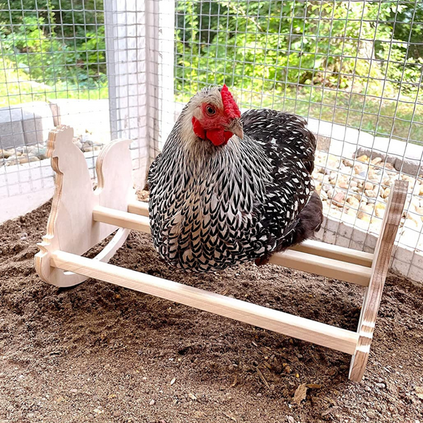 Wooden chicken rocker roosting bar with chicken sitting on it inside the coop