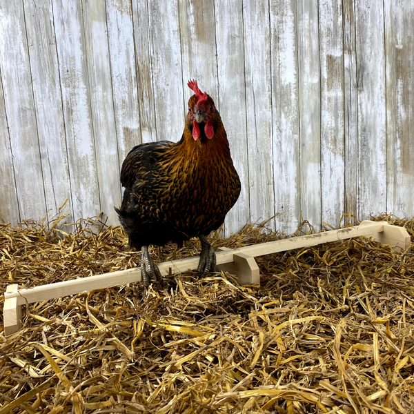 Perches and Swings Made in USA! – Backyard Barnyard