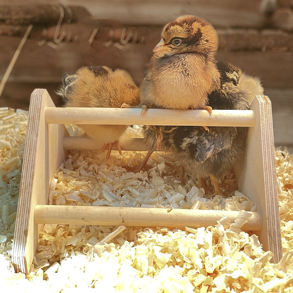 Wooden mini chick perch made in USA with chicks roosting on it inside the brooder.Wooden Mini Roosting Chick Perch with Chicks Sitting on it inside the brooder