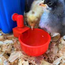Load image into Gallery viewer, A chick drinks out of a auto fill poultry watering cup
