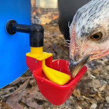 Load image into Gallery viewer, A chicken drinks out of a auto fill poultry drinker cup
