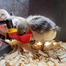Load image into Gallery viewer, Baby chicks drinking out of a auto fill poultry watering cup
