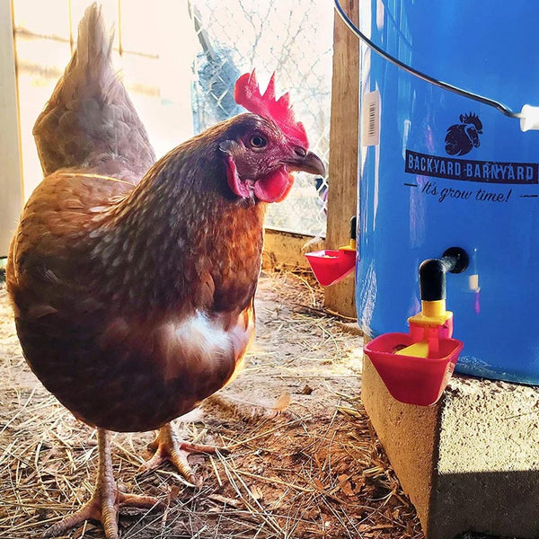 A chicken  in a coop drinks out of a watering cut that is attached to a water bucket