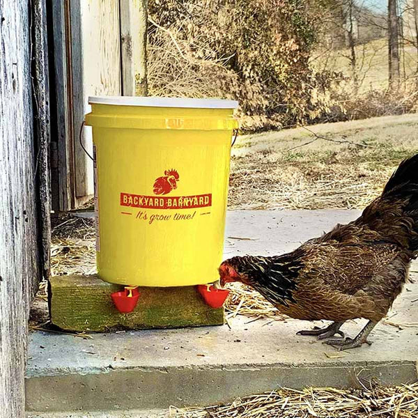 A chicken drinks out of a vertical poultry cup 